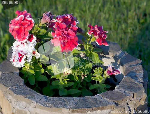 Image of petunias in a pot