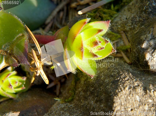 Image of Image of green sempervivum plant