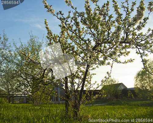 Image of Cherry tree on garden