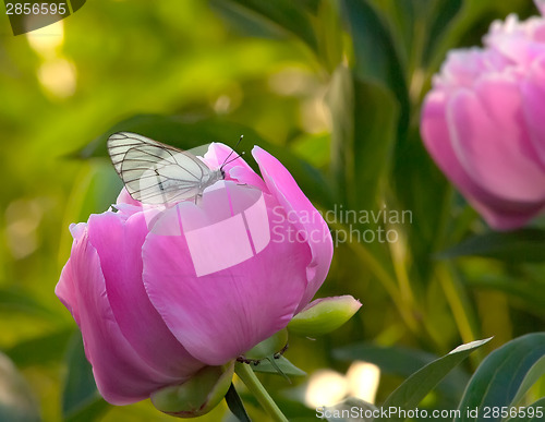 Image of Peony with butterfly