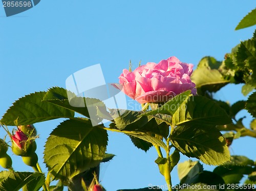 Image of Pink roses