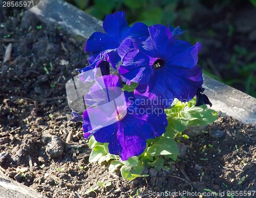 Image of Blue petunias