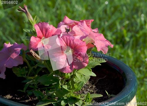 Image of Petunias