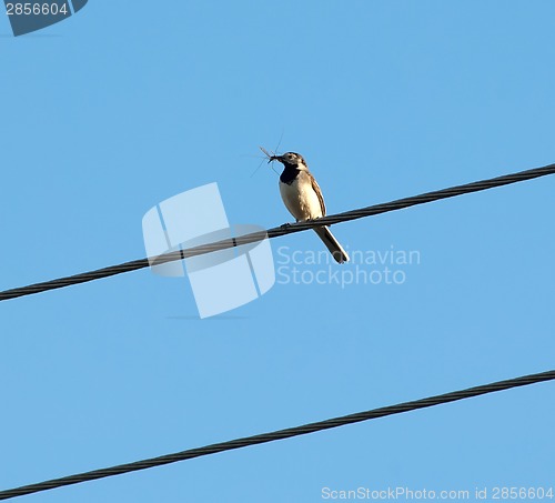 Image of Bird with insect