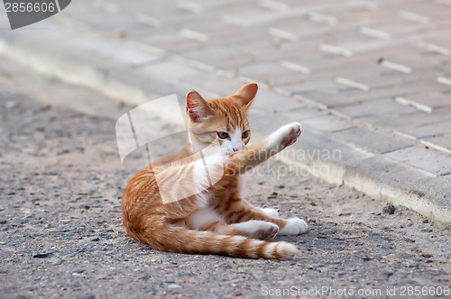 Image of Little kitten lying