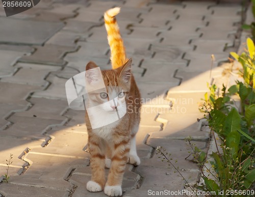 Image of Little kitten stand