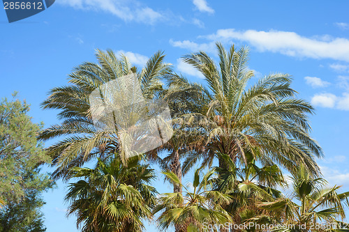 Image of Palm trees against a blue sky