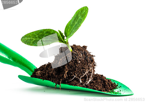 Image of Young plant on gardening tool