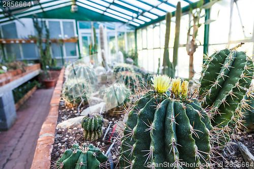 Image of Cactus greenhouse