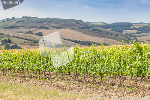 Image of Tuscan wineyard