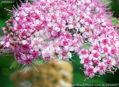 Image of Spiraea Japonica