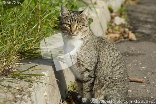 Image of Cat sit on road