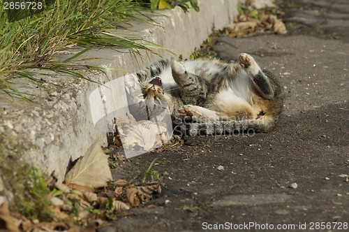 Image of Funny pussy cat