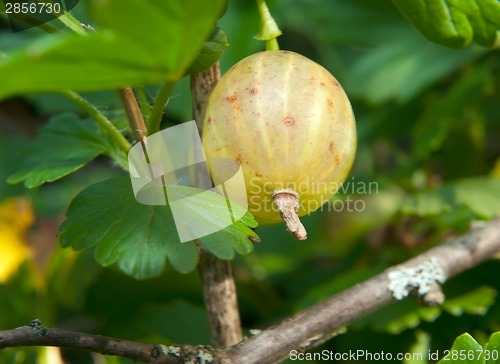 Image of Gooseberries on a branch