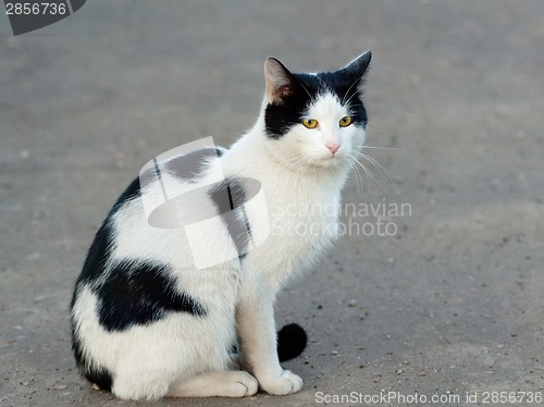 Image of Cat sit on road