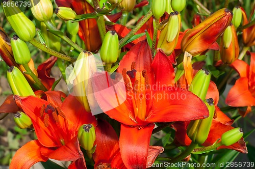 Image of Red lily