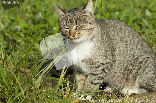 Image of Pussy on a grass