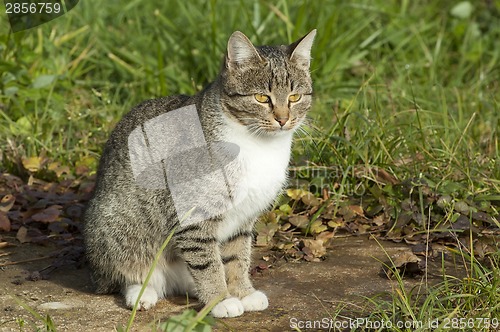 Image of Pussy on a grass