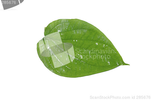 Image of betel leaf