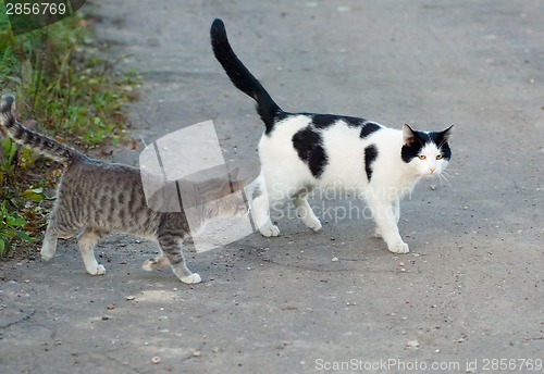 Image of Two cats walking