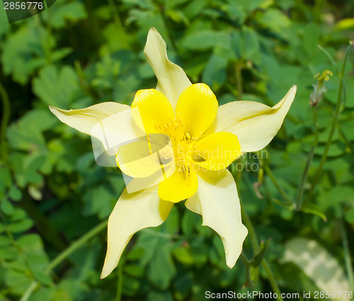 Image of Aquilegia flower