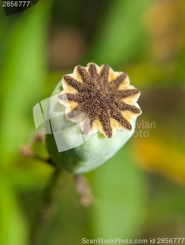 Image of Poppy bud