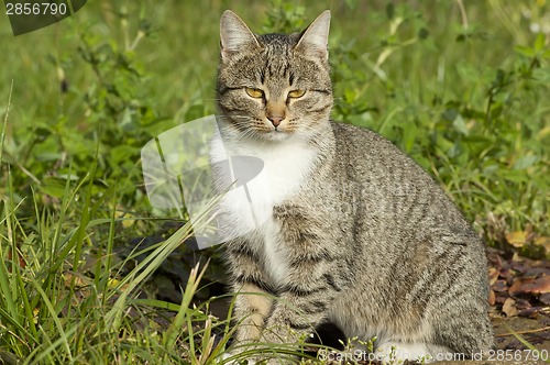 Image of Pussy on a grass