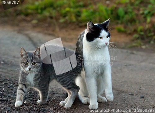 Image of Two cats walking