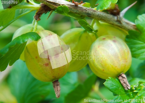 Image of Gooseberries on a branch