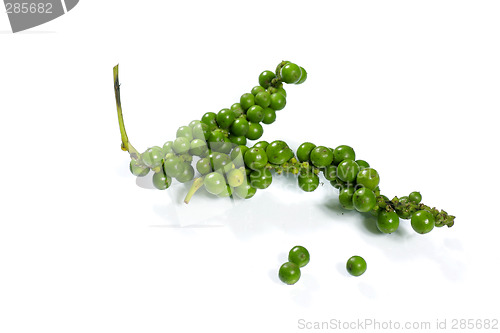Image of green peppercorn