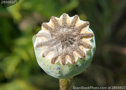 Image of Poppy Capsule