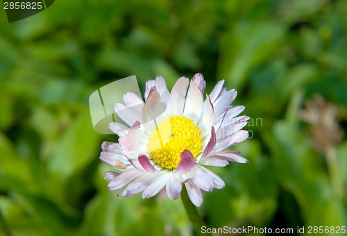 Image of Chrysanthemum