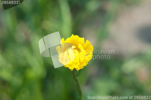 Image of Taraxacum officinale bud