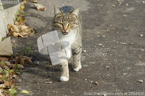 Image of Cat walking