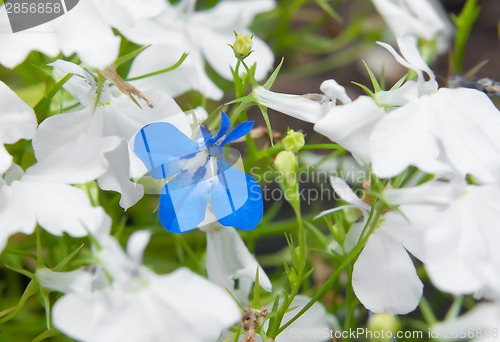 Image of Blue lobelia