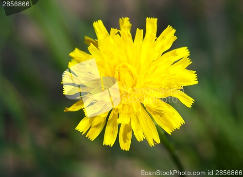 Image of Taraxacum officinale