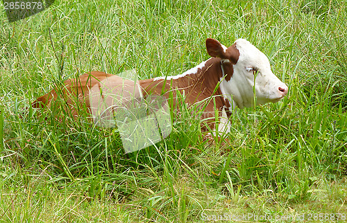 Image of Calf