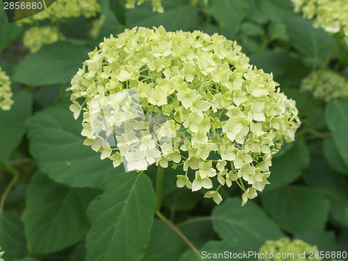 Image of Hortensia flower