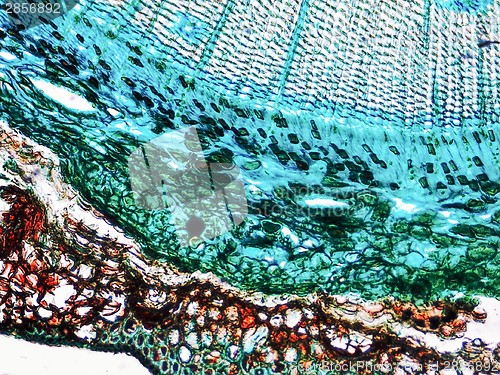 Image of Pine Wood micrograph