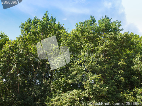 Image of Tree in a park