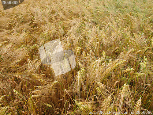 Image of Barleycorn field