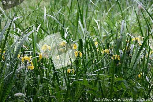 Image of Yellow irises