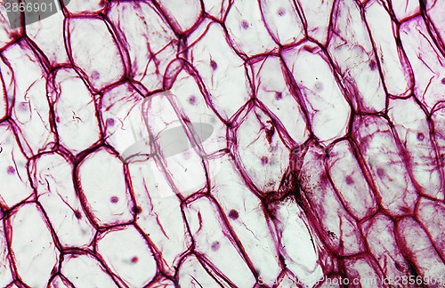Image of Onion epidermus micrograph