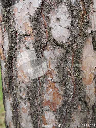 Image of Tree bark