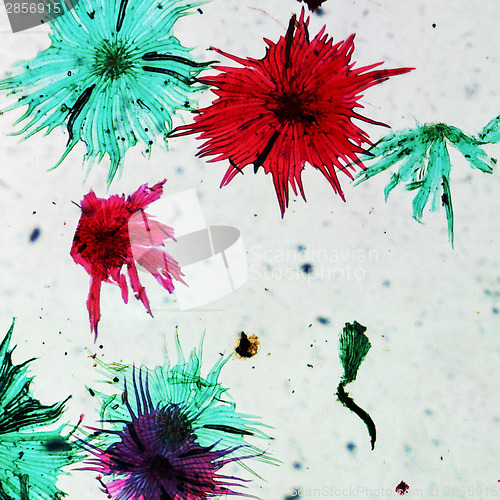 Image of Apple micrograph