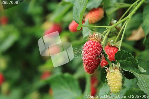 Image of raspberries plant with fresh fruits