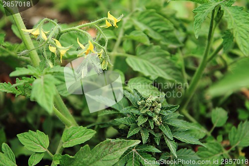 Image of cannabis plant