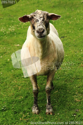 Image of sheep in the green grass