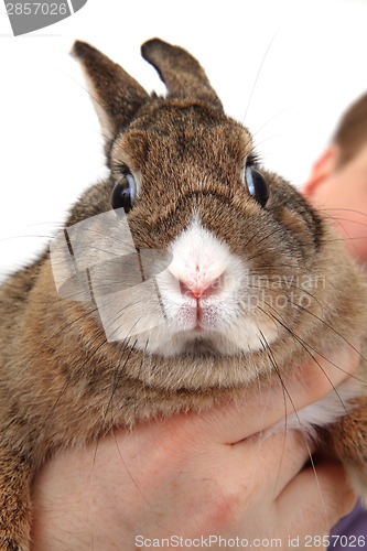 Image of small rabbit in my hand 