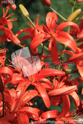 Image of red lily as nice flower background